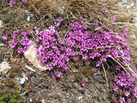 Saxifrage à feuilles opposées au Petit Col Ferret
