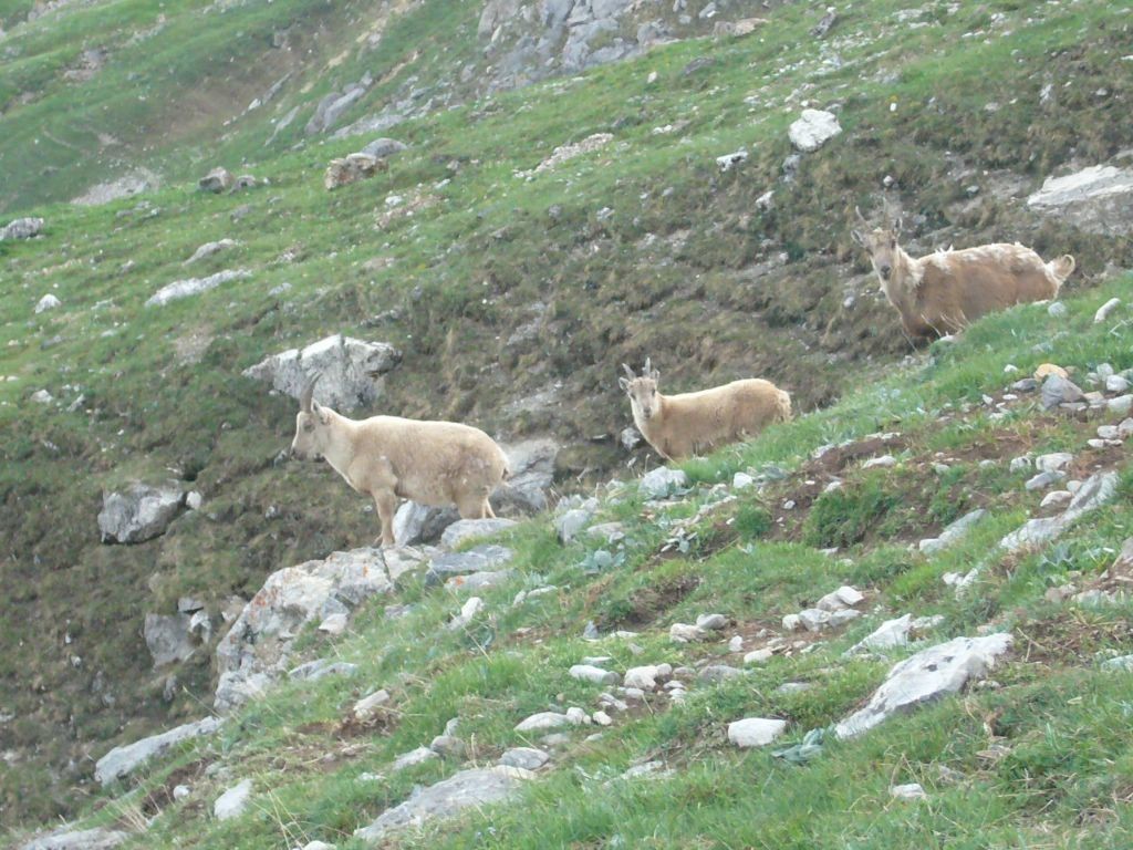 un peu de compagnie pour la descente