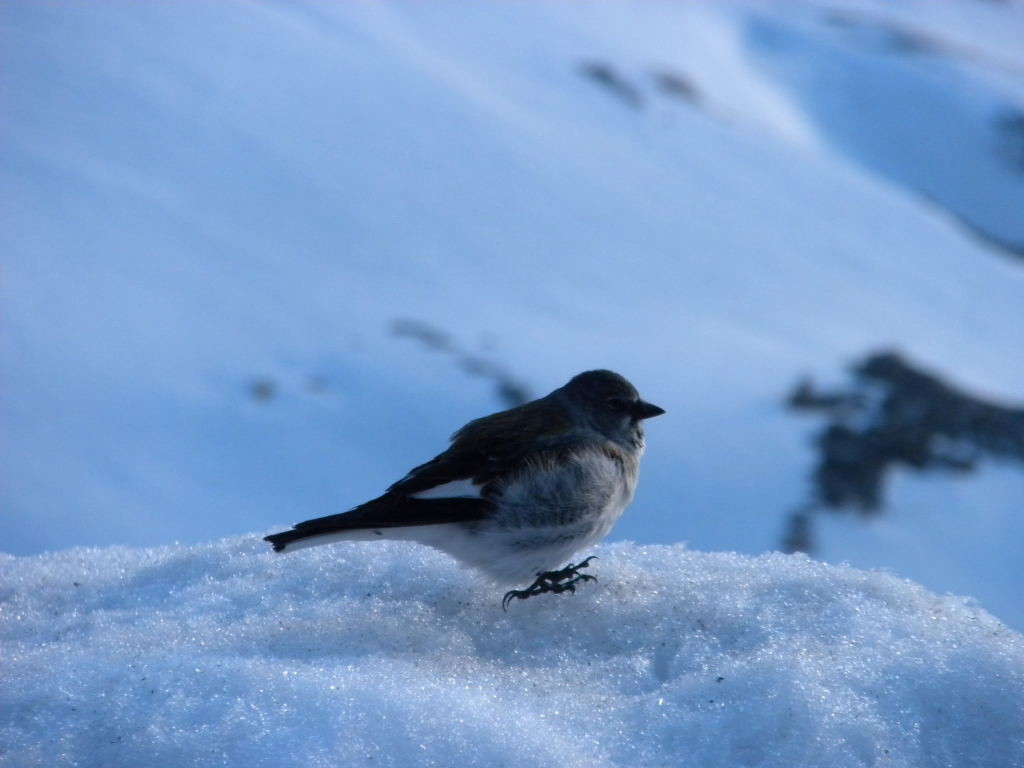 Niverolle alpine (été)