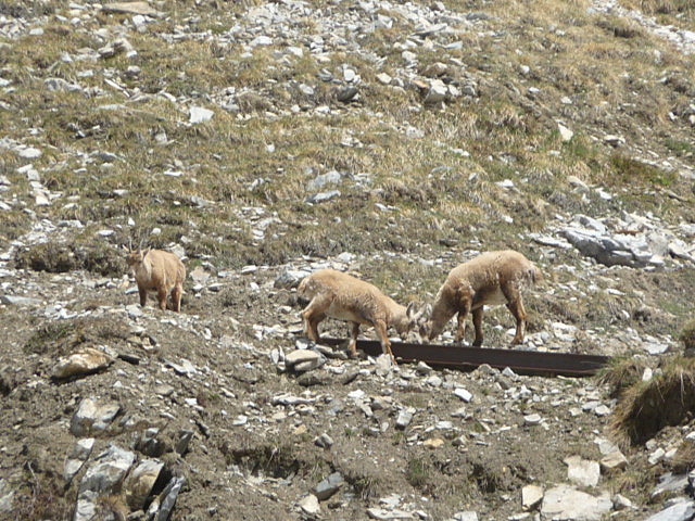 Les bouquetins sur le sentier des gorges , à la fin côté refuge Prariond