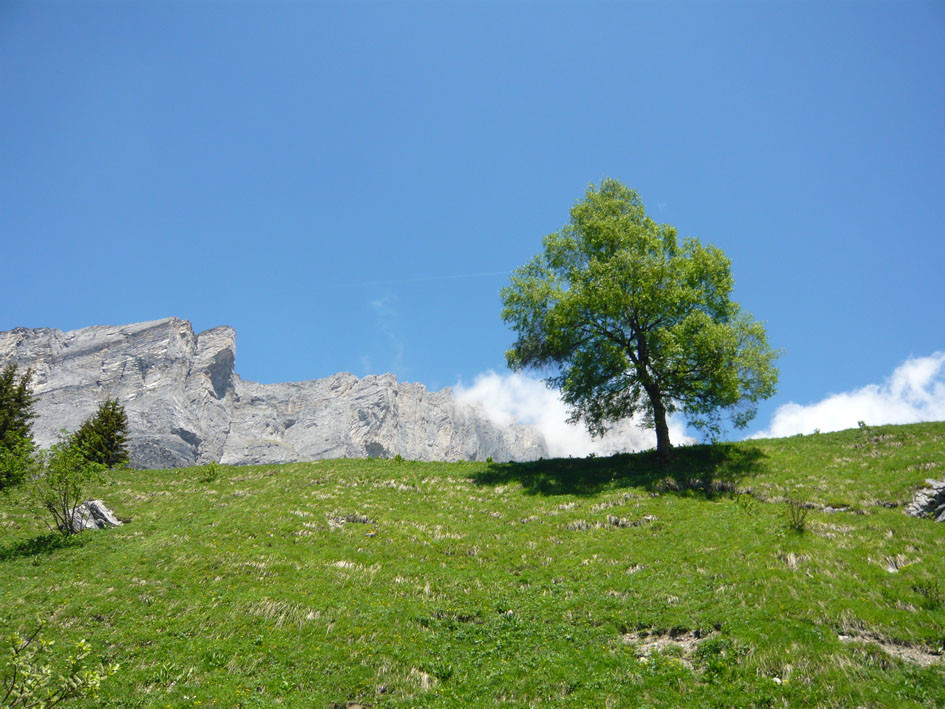 Arbre et le Marteau en arrière plan