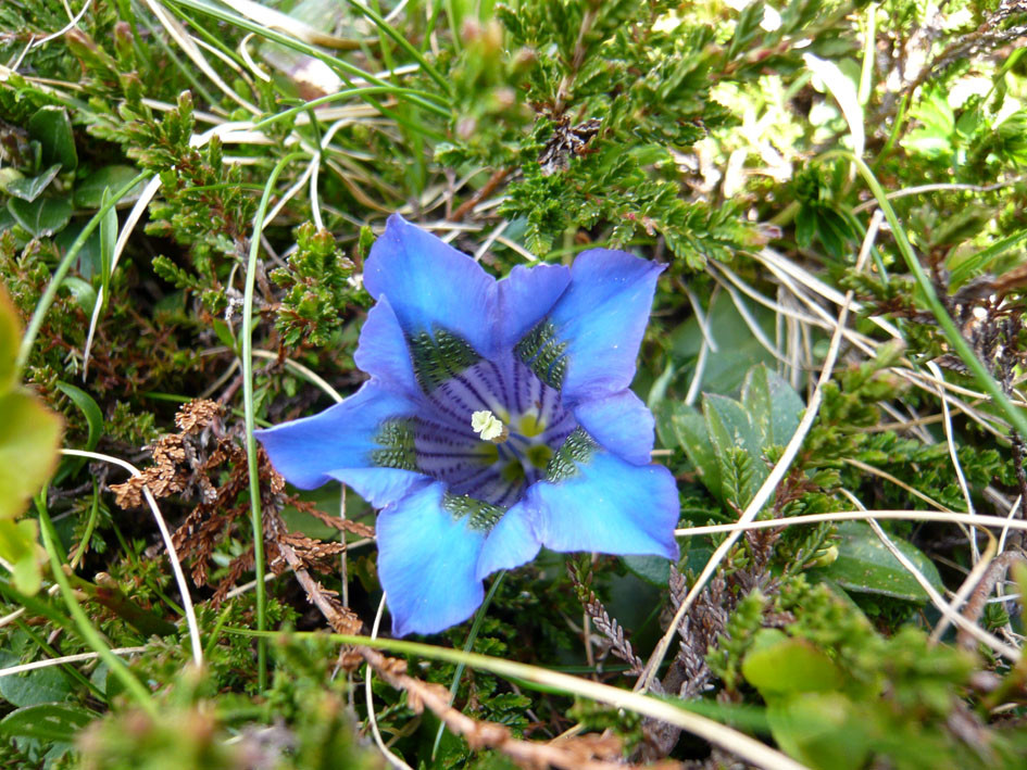 Fleur