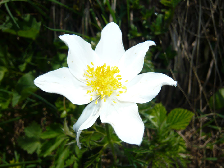 Fleur