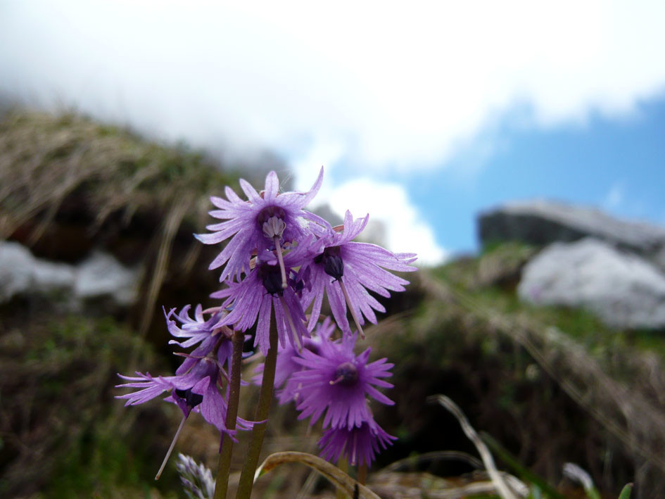 Fleur