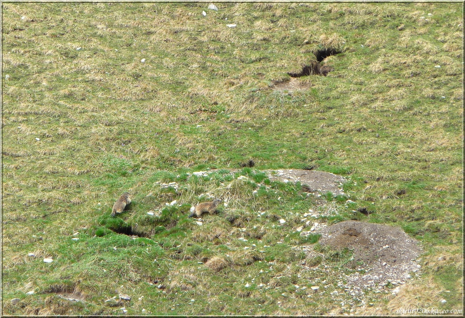 2 petites Marmottes qui jouent