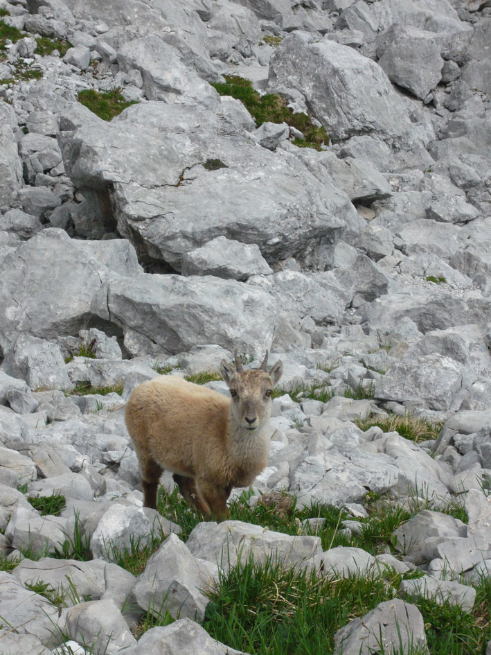 Bébé bouquetin