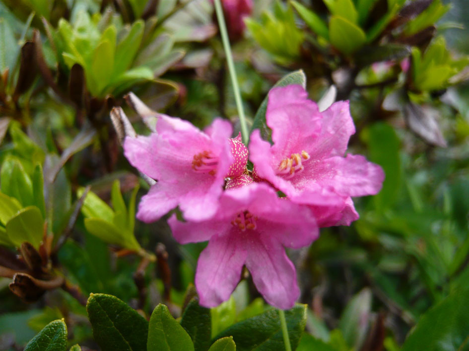 Une fleur