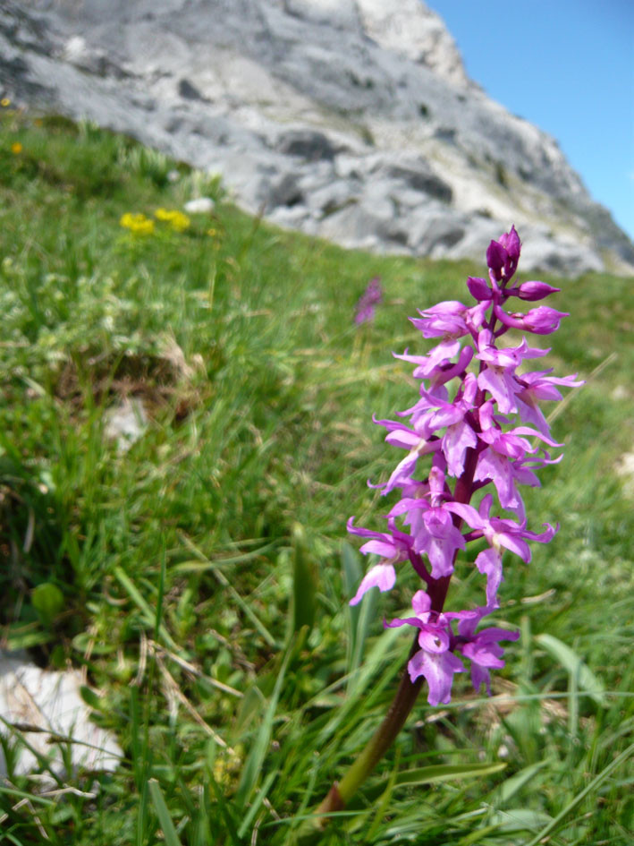 Une autre fleur...
