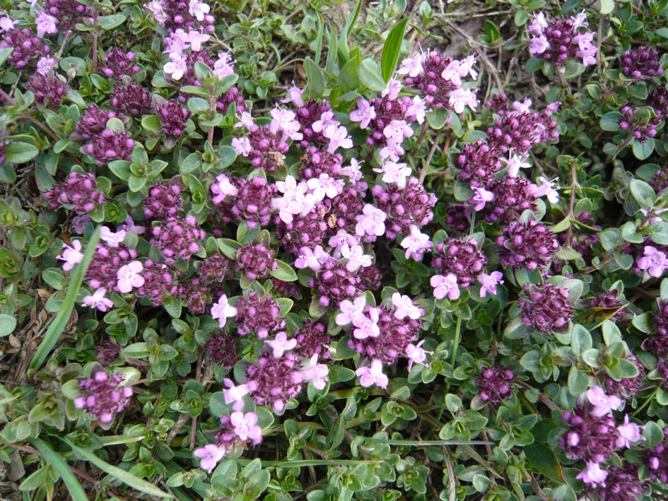 Plein de fleurs!