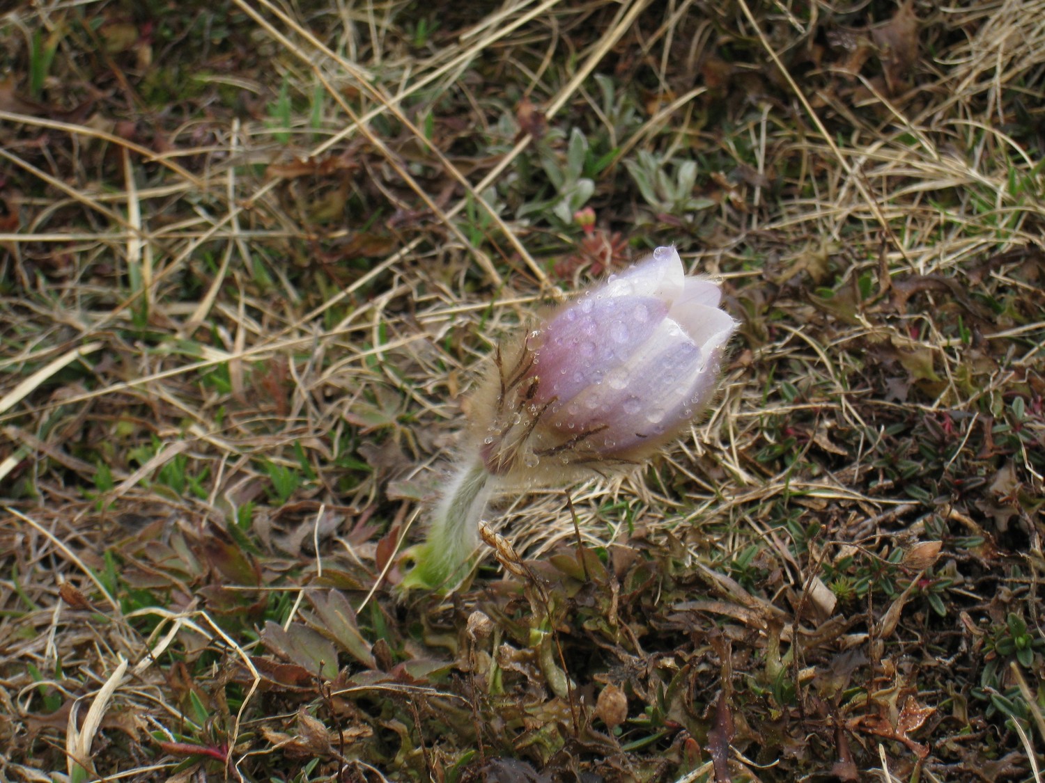 Jeune Pulsatille