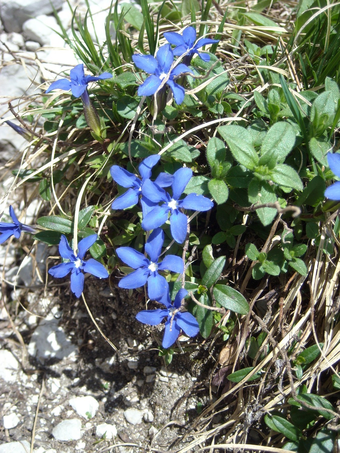 Gentiana verna, Gentianaceae