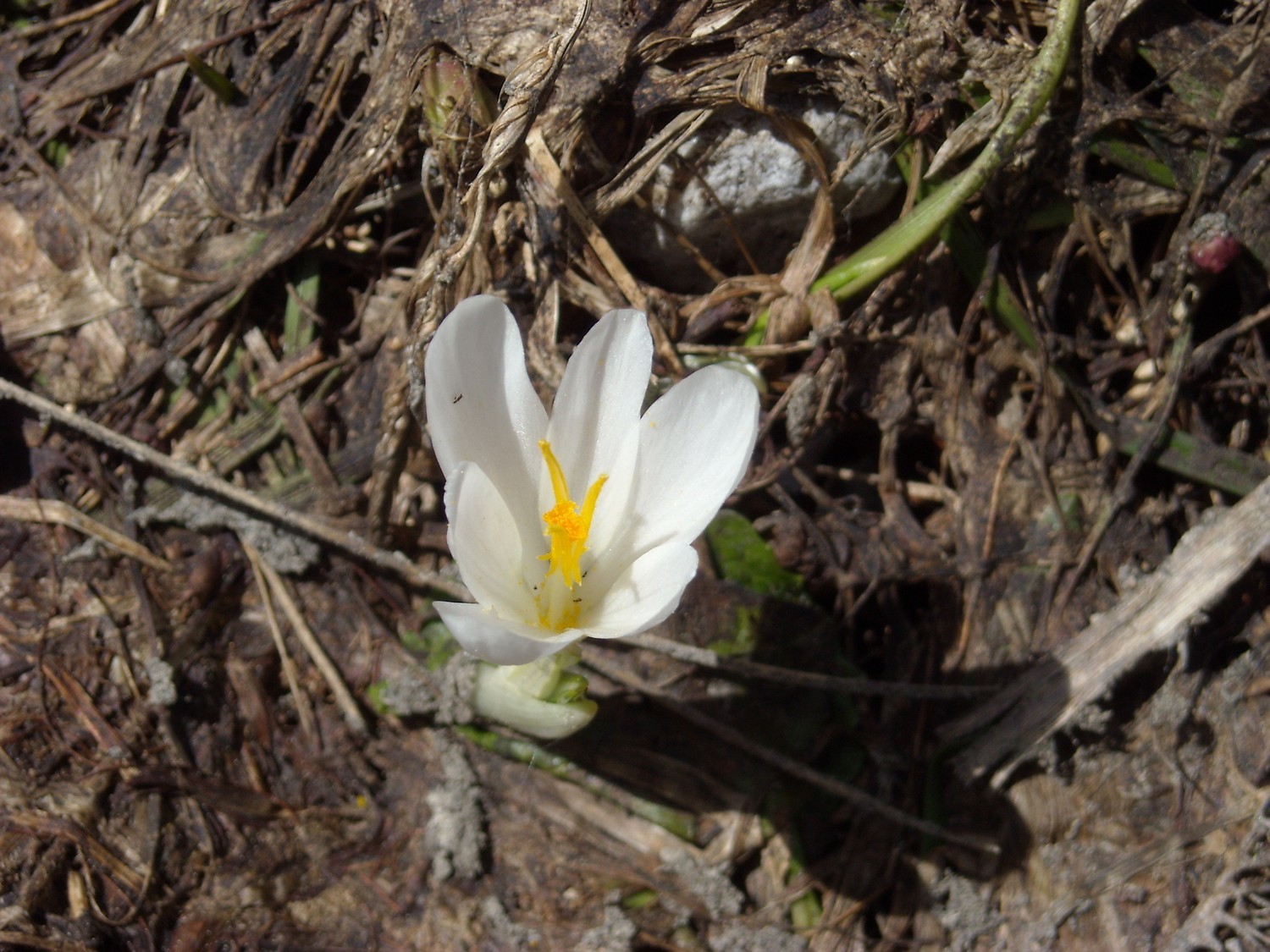 Crocus albiflorus, Iridaceae.