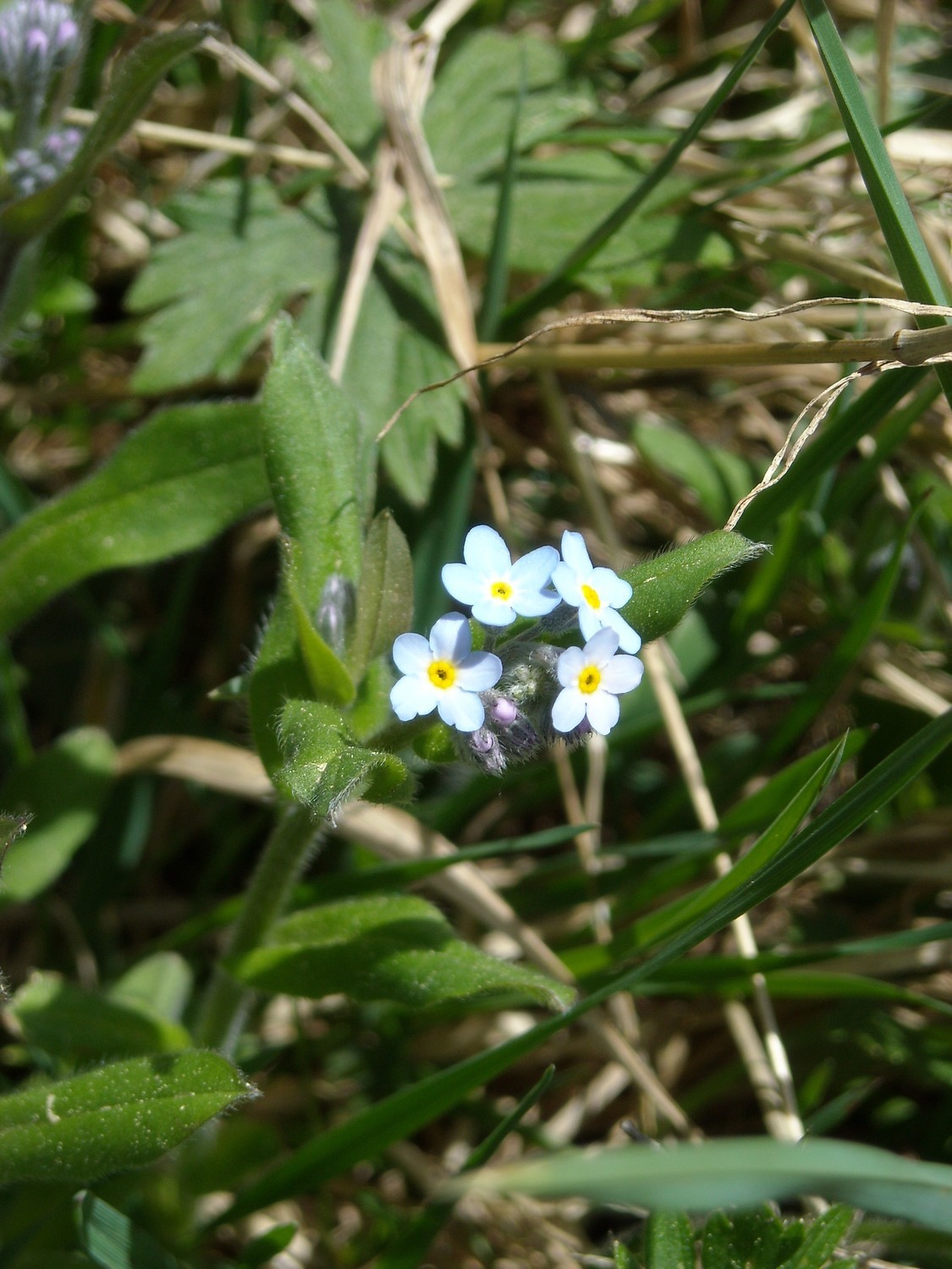 Myosotis alpestris, Boraginaceae.