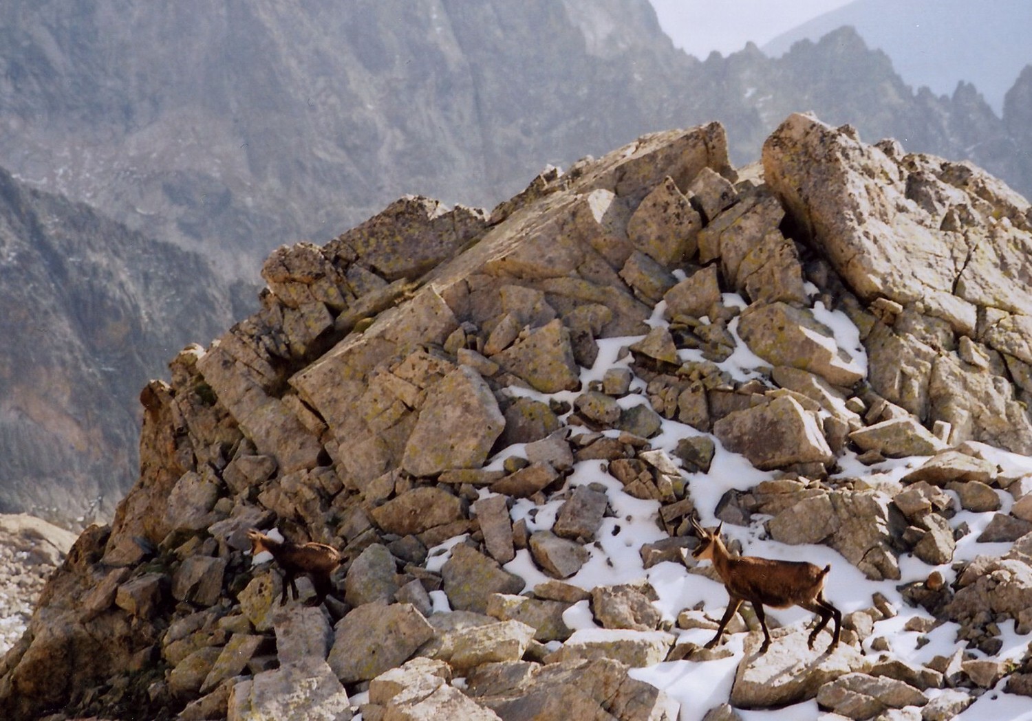 chamois dans la descente