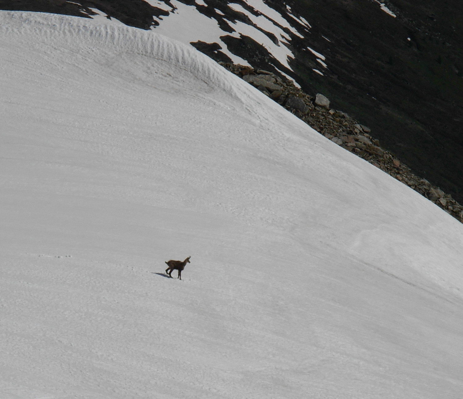 Un camoscio solitario al colle 2819