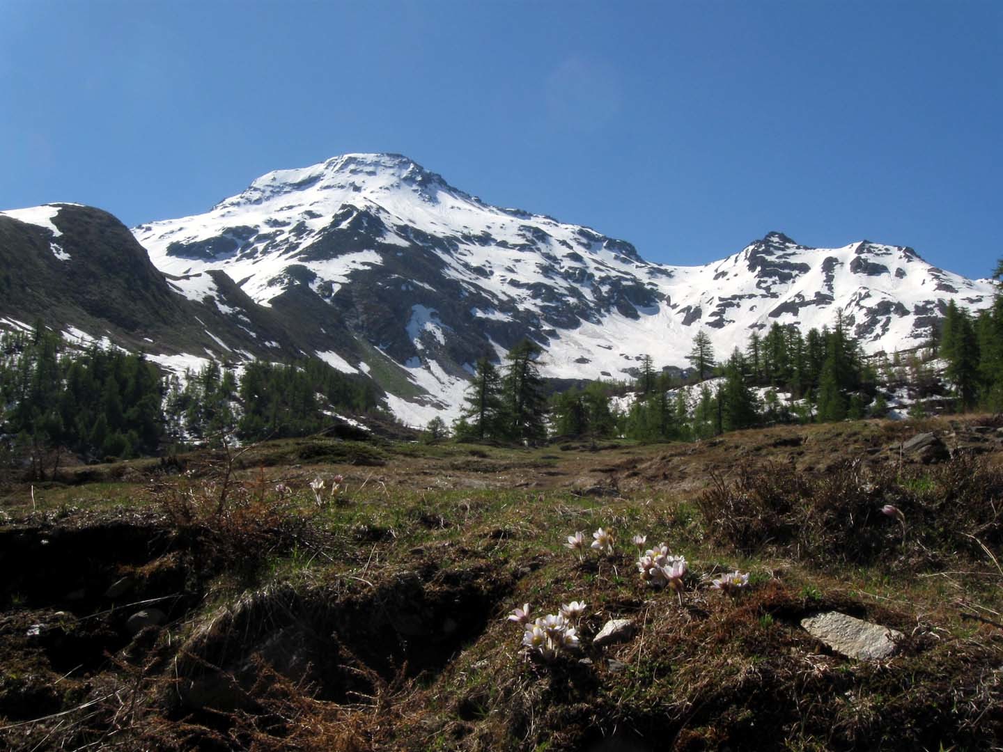 wasenalp