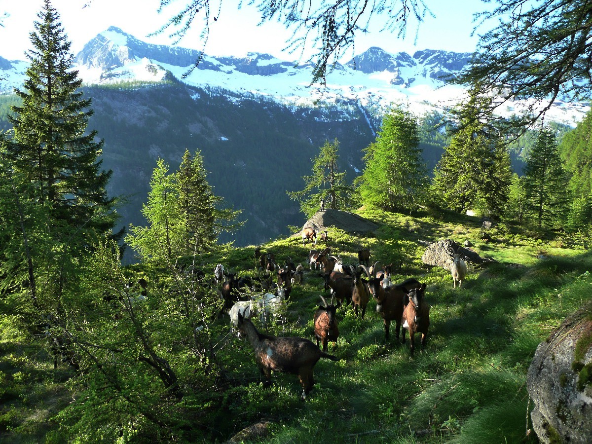 Valle Antrona, entre les lacs de Camposecco et de Campiccioli