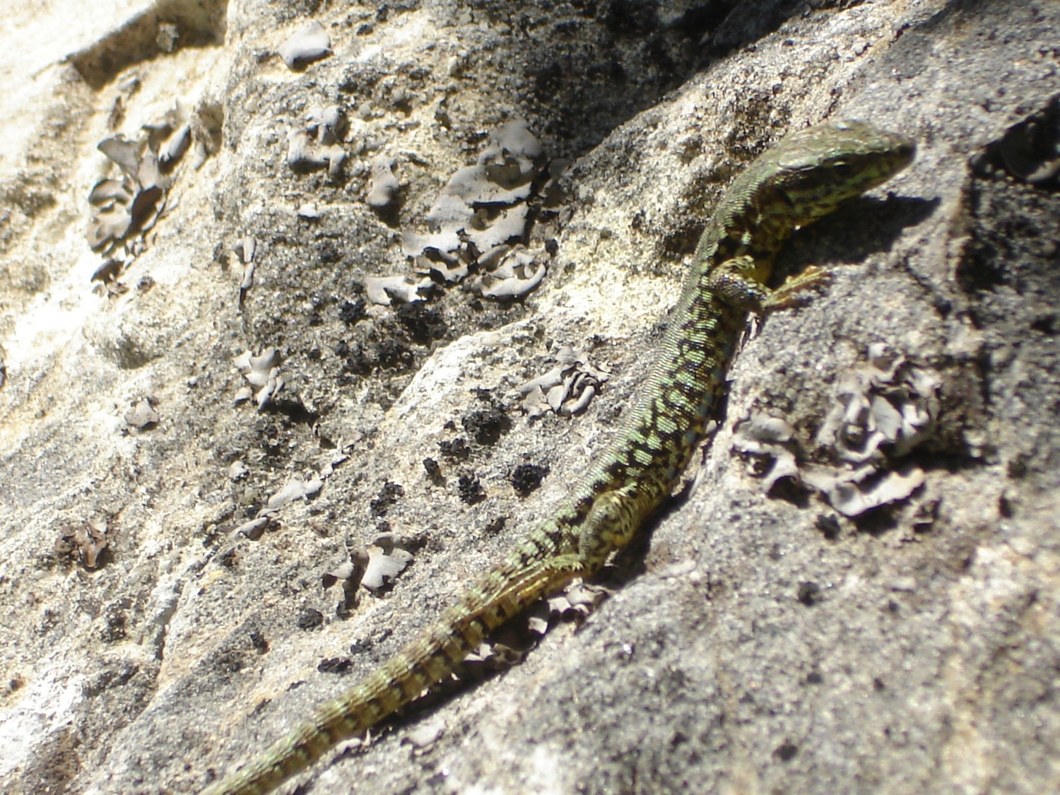 de la compagnie