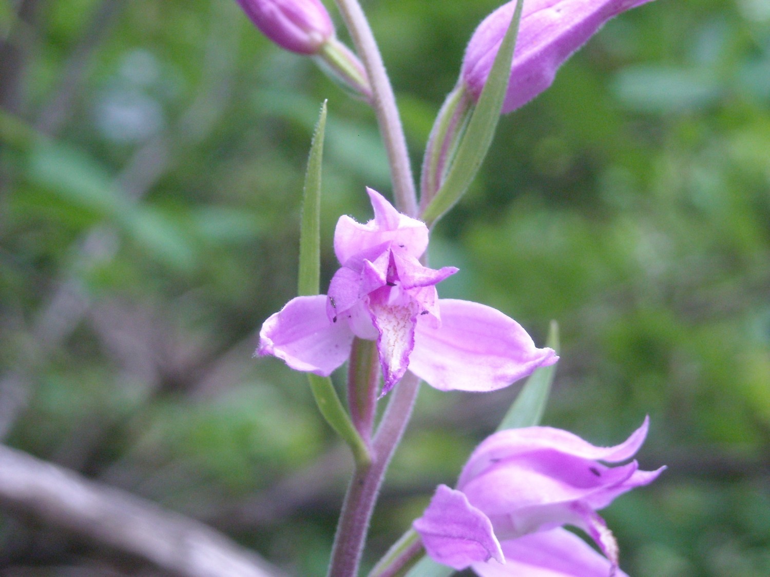 Céphalanthère rouge ; Orchidée.