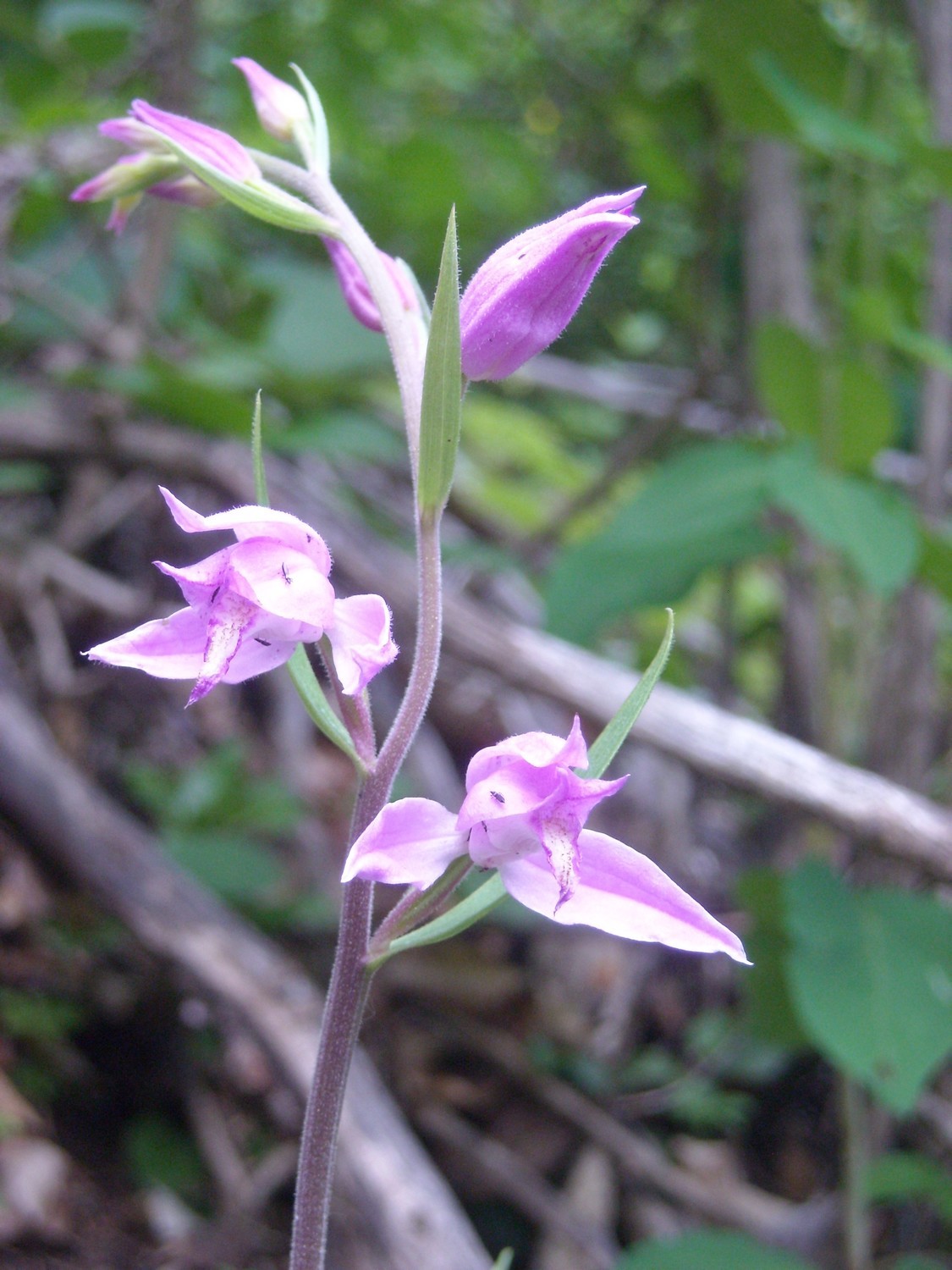 Céphalanthère rouge ; Orchidée.