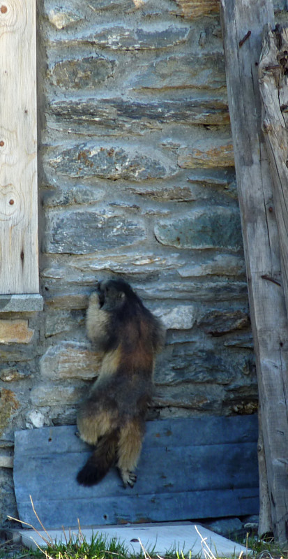 Marmotte grimpeuse taillant une prise avec les dents
