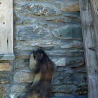 Marmotte grimpeuse taillant une prise avec les dents