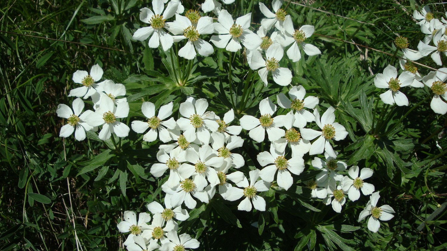 Fleurs