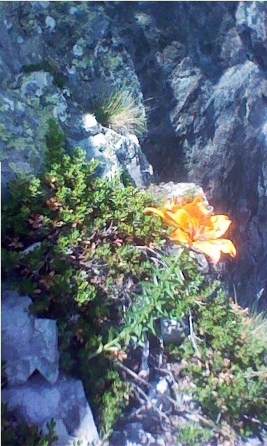 Un lys orangé.