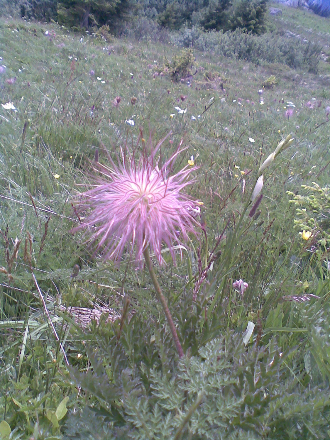 Fleur??