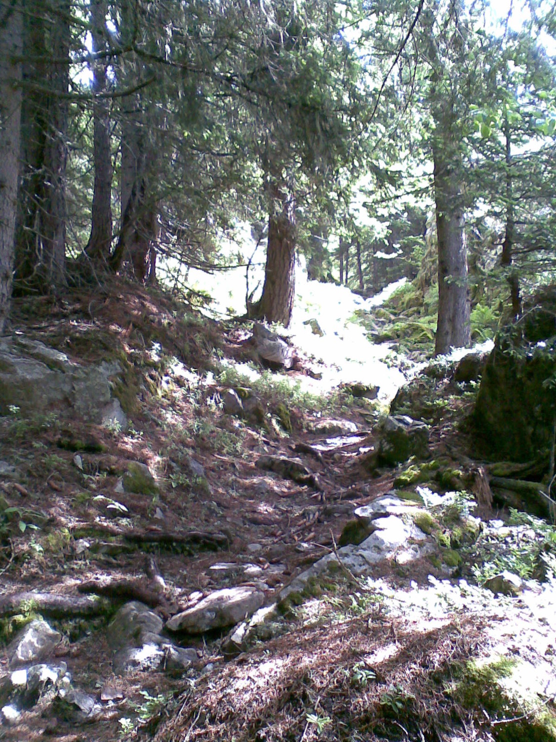chemin forestier
