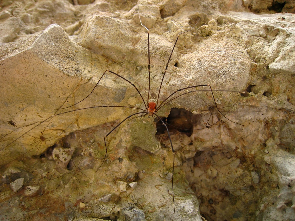 araignée