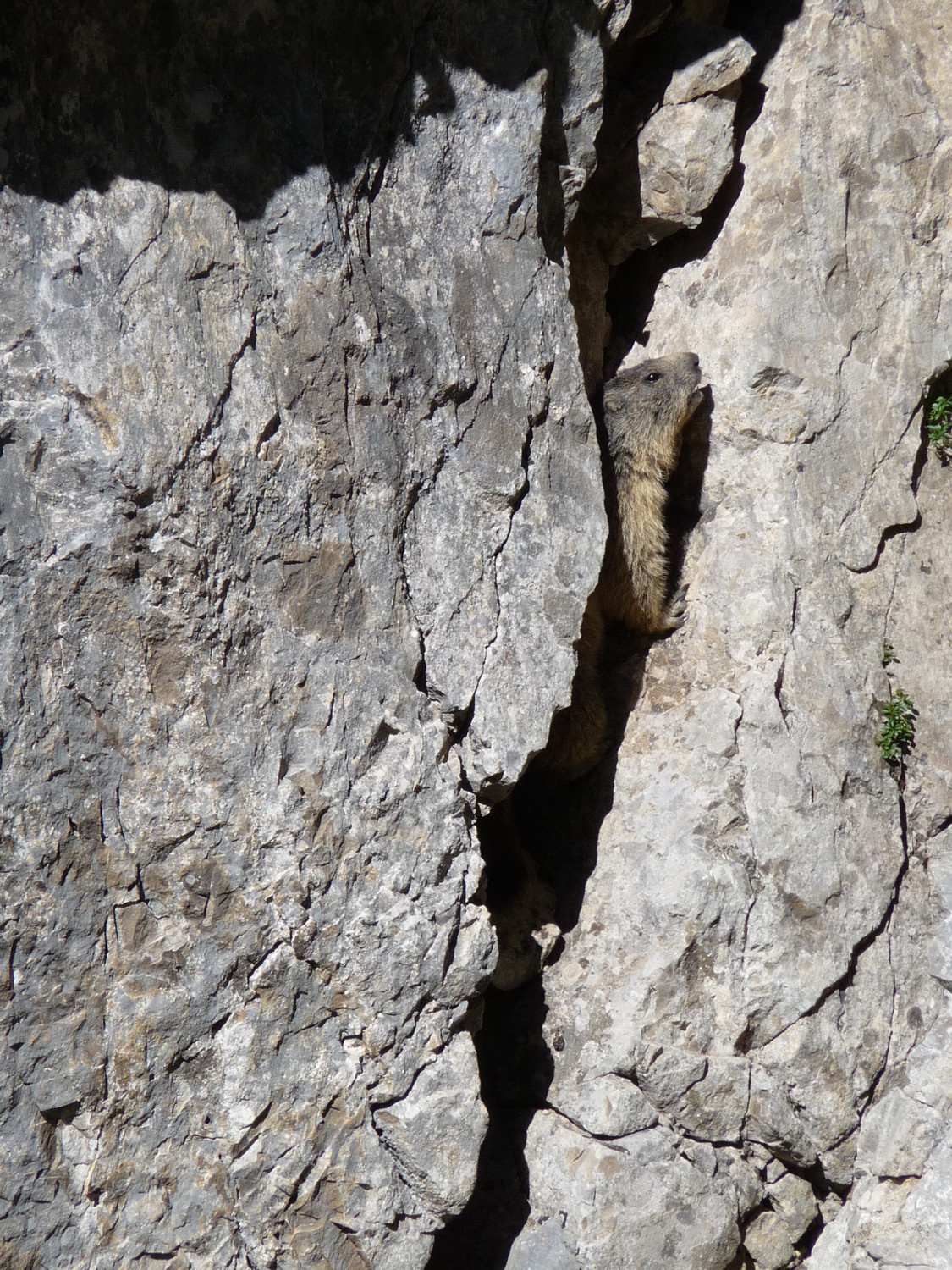 Marmotte en fissure