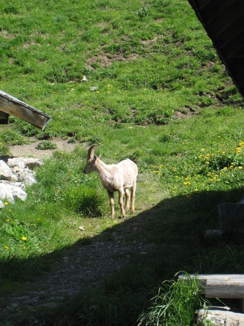 Jeune bouquetin