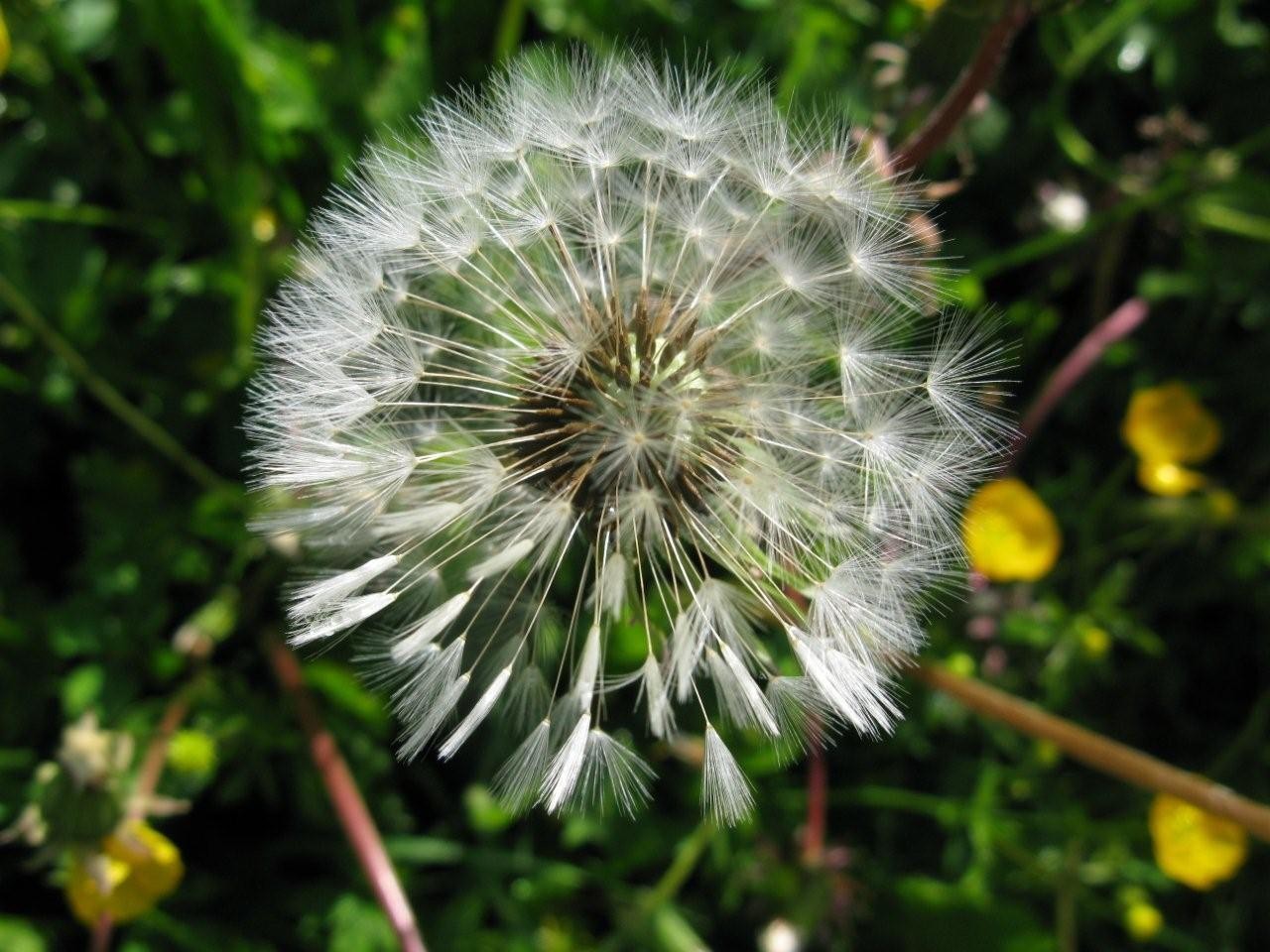 flocon en fleur