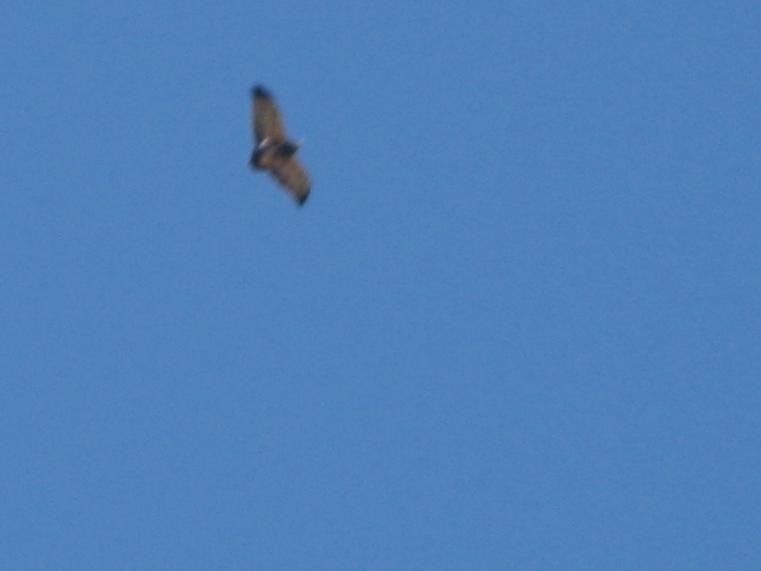 Aguila Mora