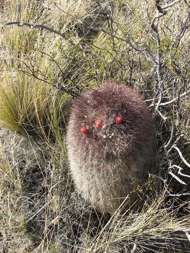 Cactus en flor