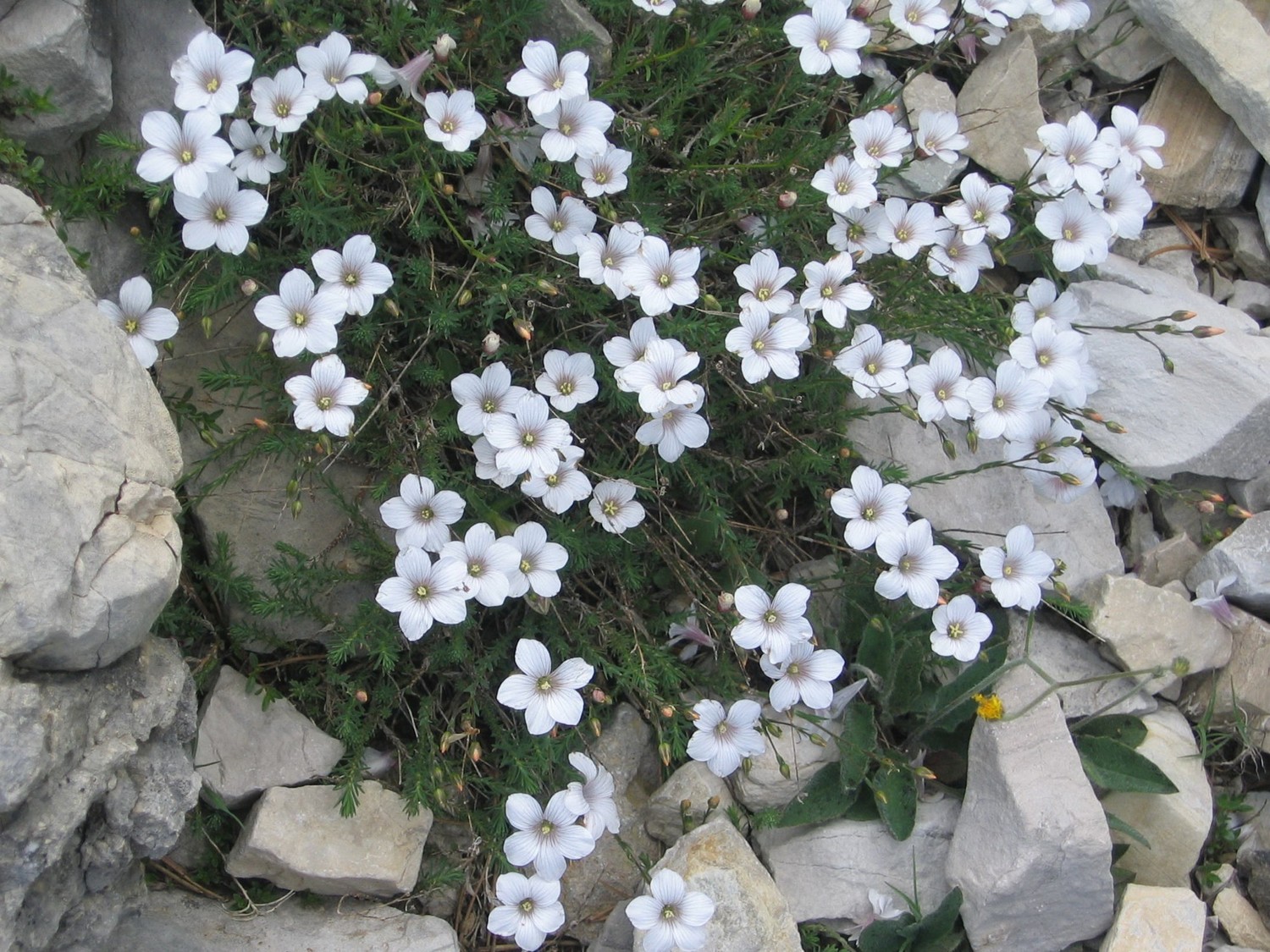 lin ligneux, sous le col des aiguilles