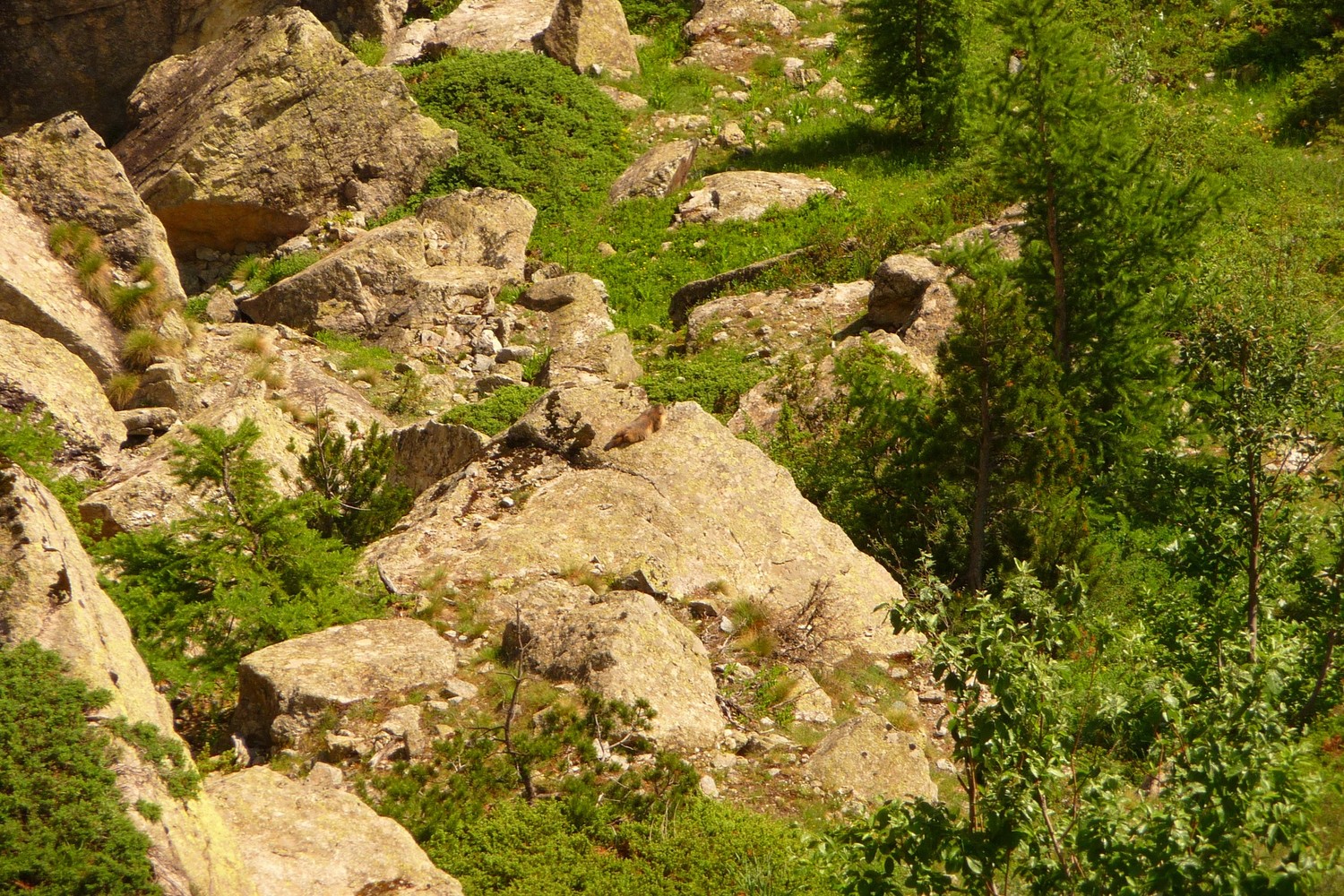 Marmotte grillant au soleil au départ de la voie