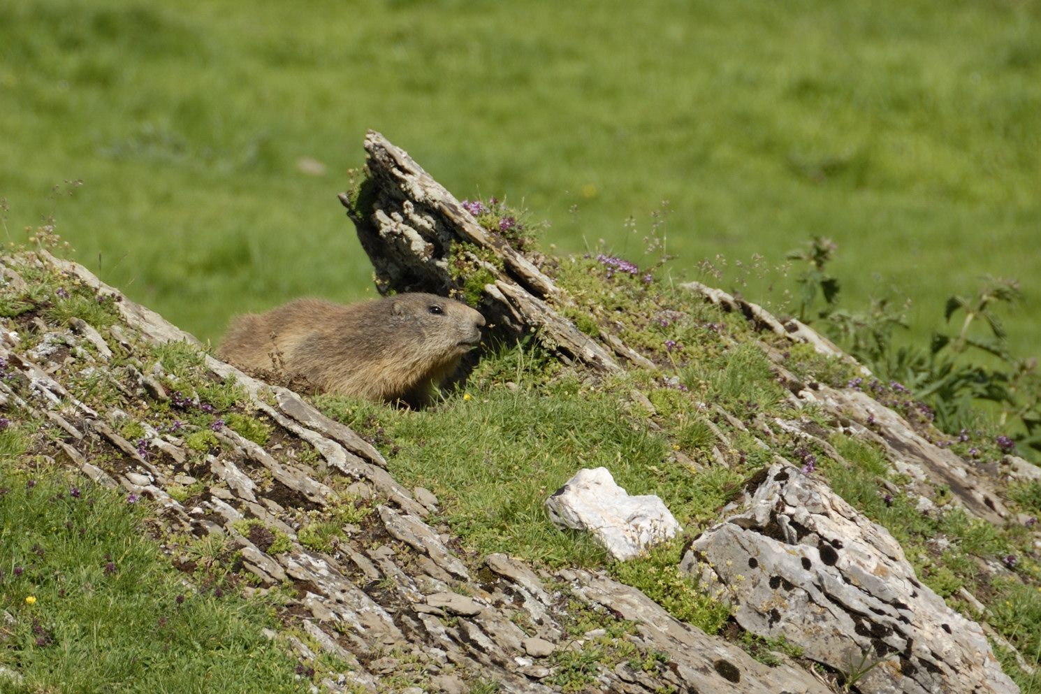 marmotte