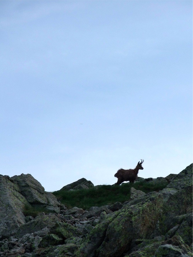 Gélas - Chamois à la montée juste au dessus du refuge