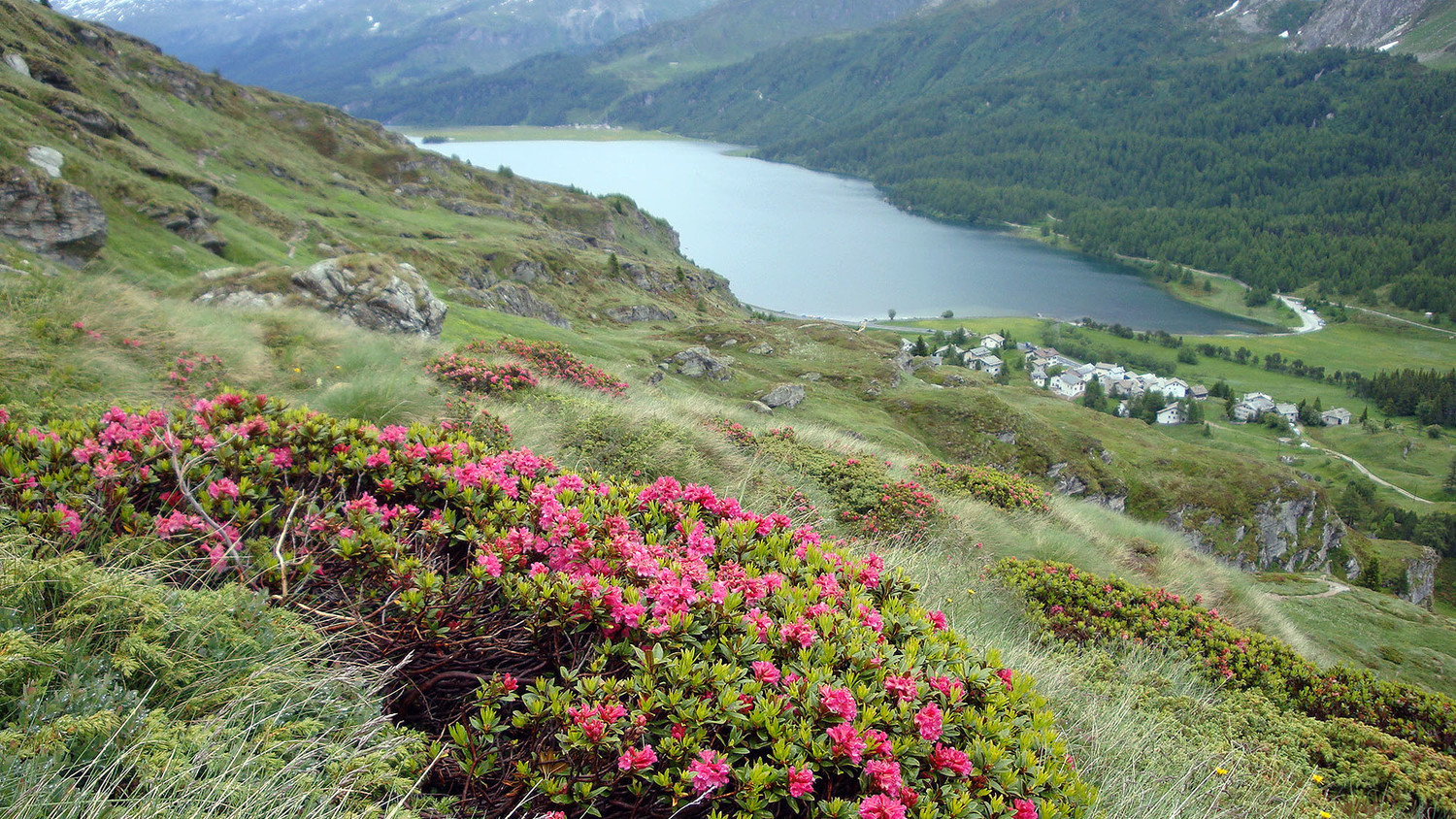 Pentes du Lunghin..rhodos et lac de Sils