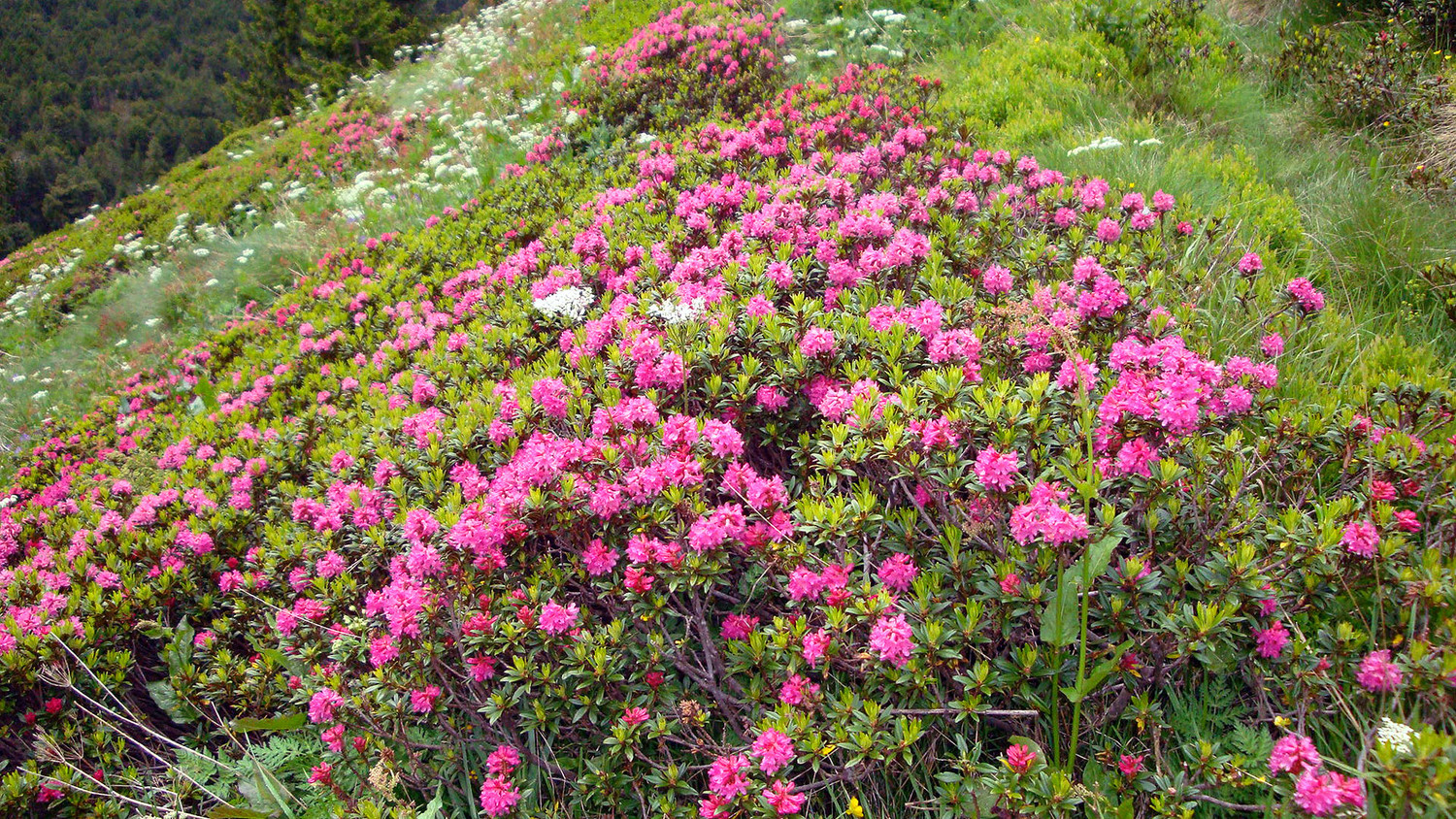 Lunghin..des rhodos pour "Rhodos"