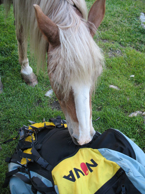 le cheval du refuge de la Muzelle veut me manger mon sac !