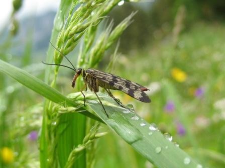 mouche scorpion mâle