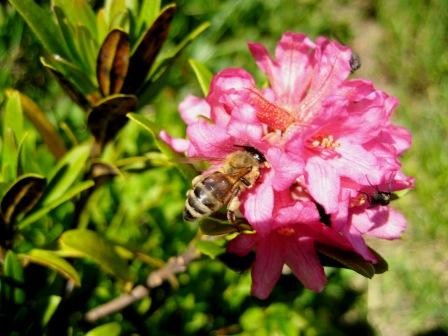 apérhodo