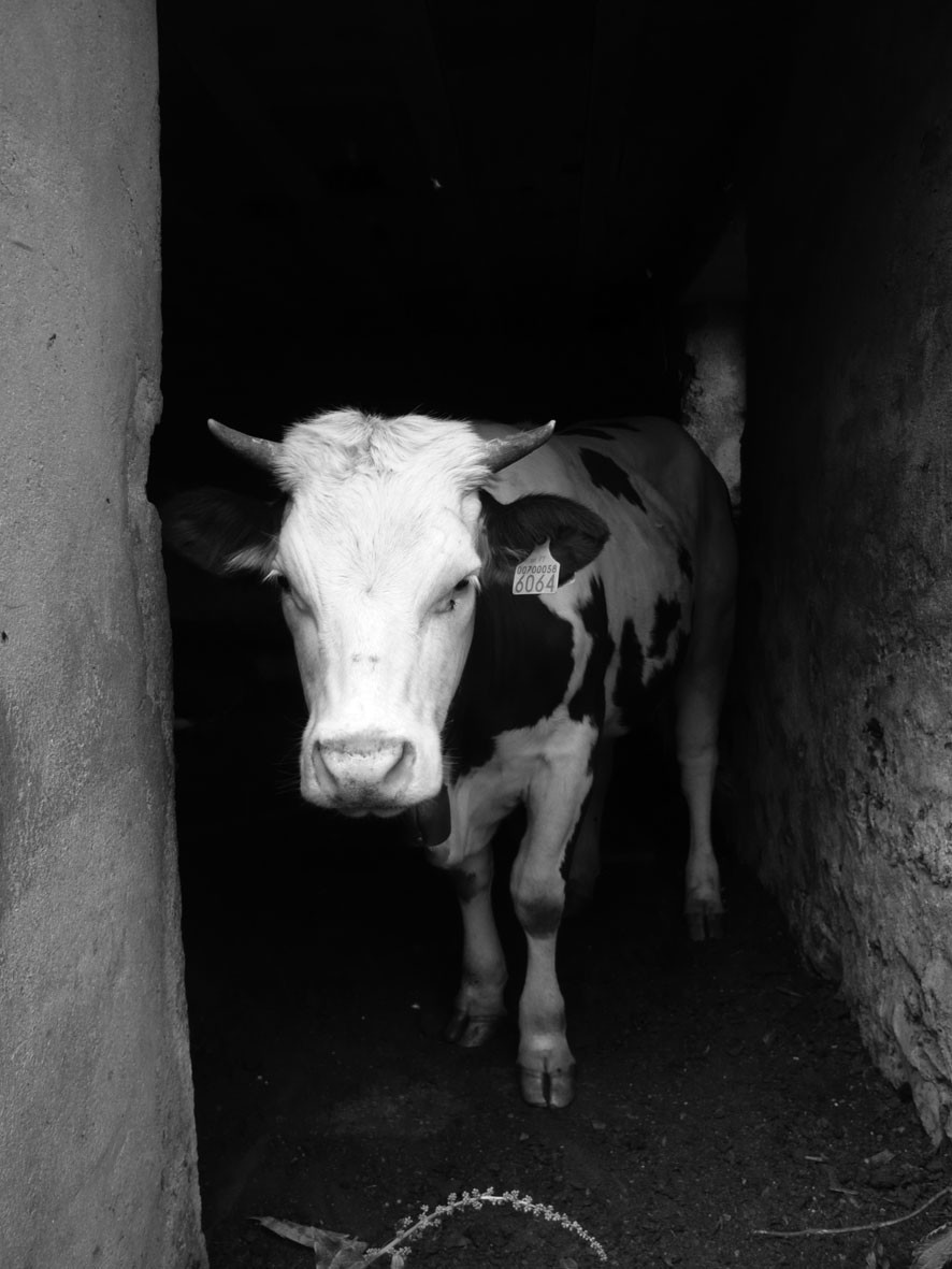 oh la vache!