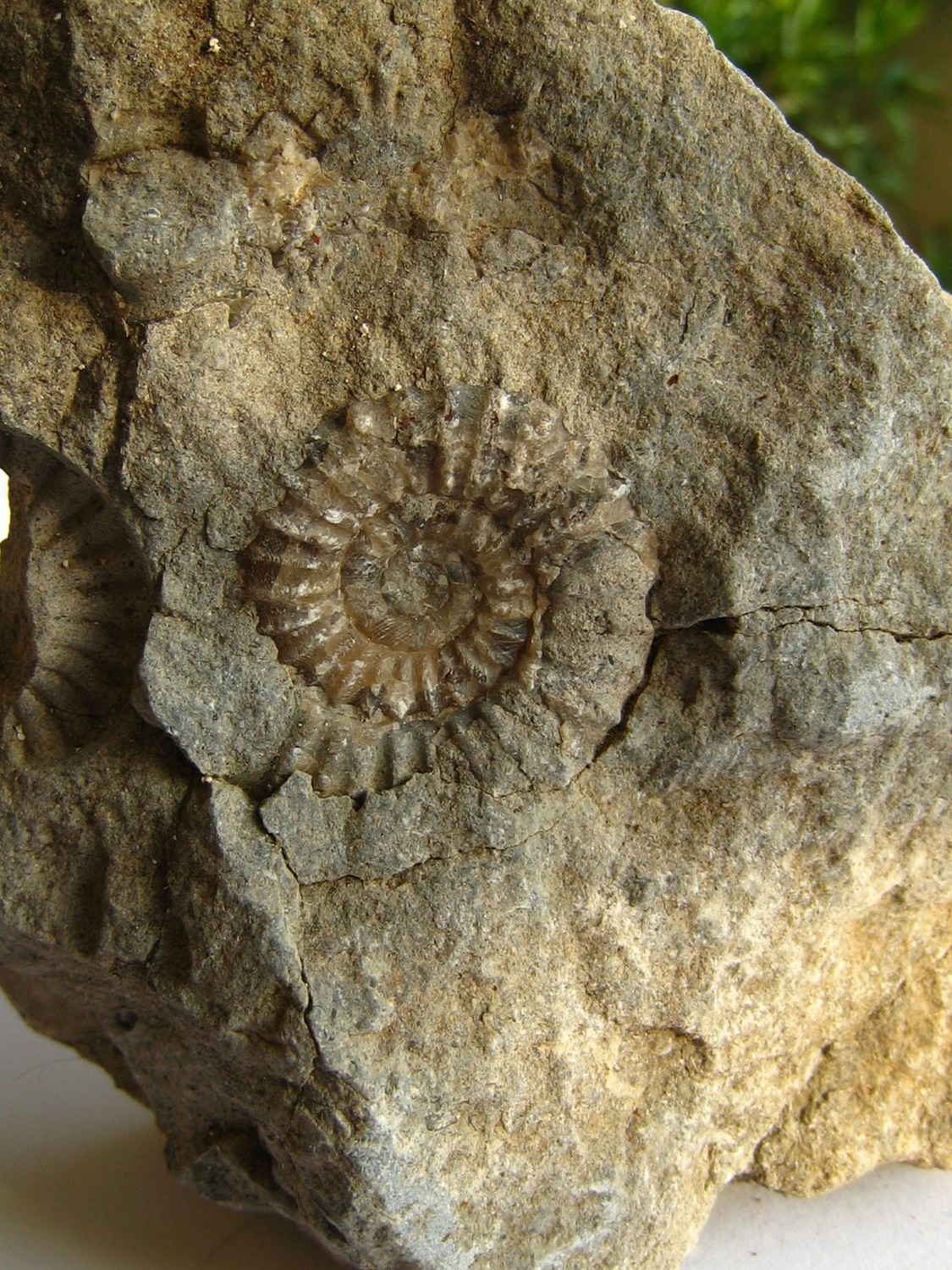 Calcaire de formation biologique (roche sédimentaire).