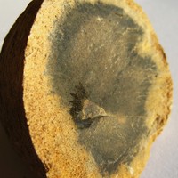 Rognon de silex, roche sédimentaire.