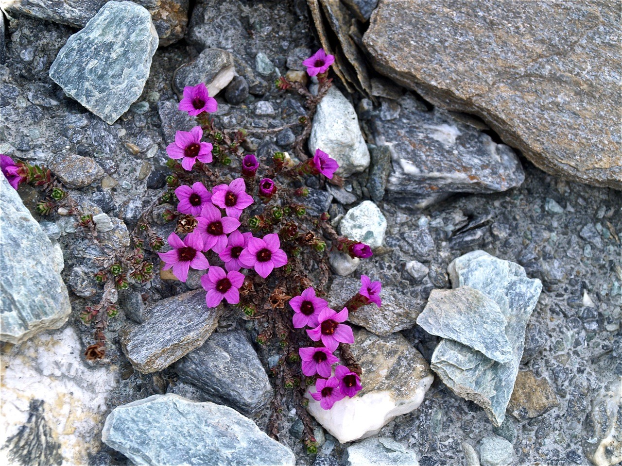Flore près du glacier des Roches Blanches