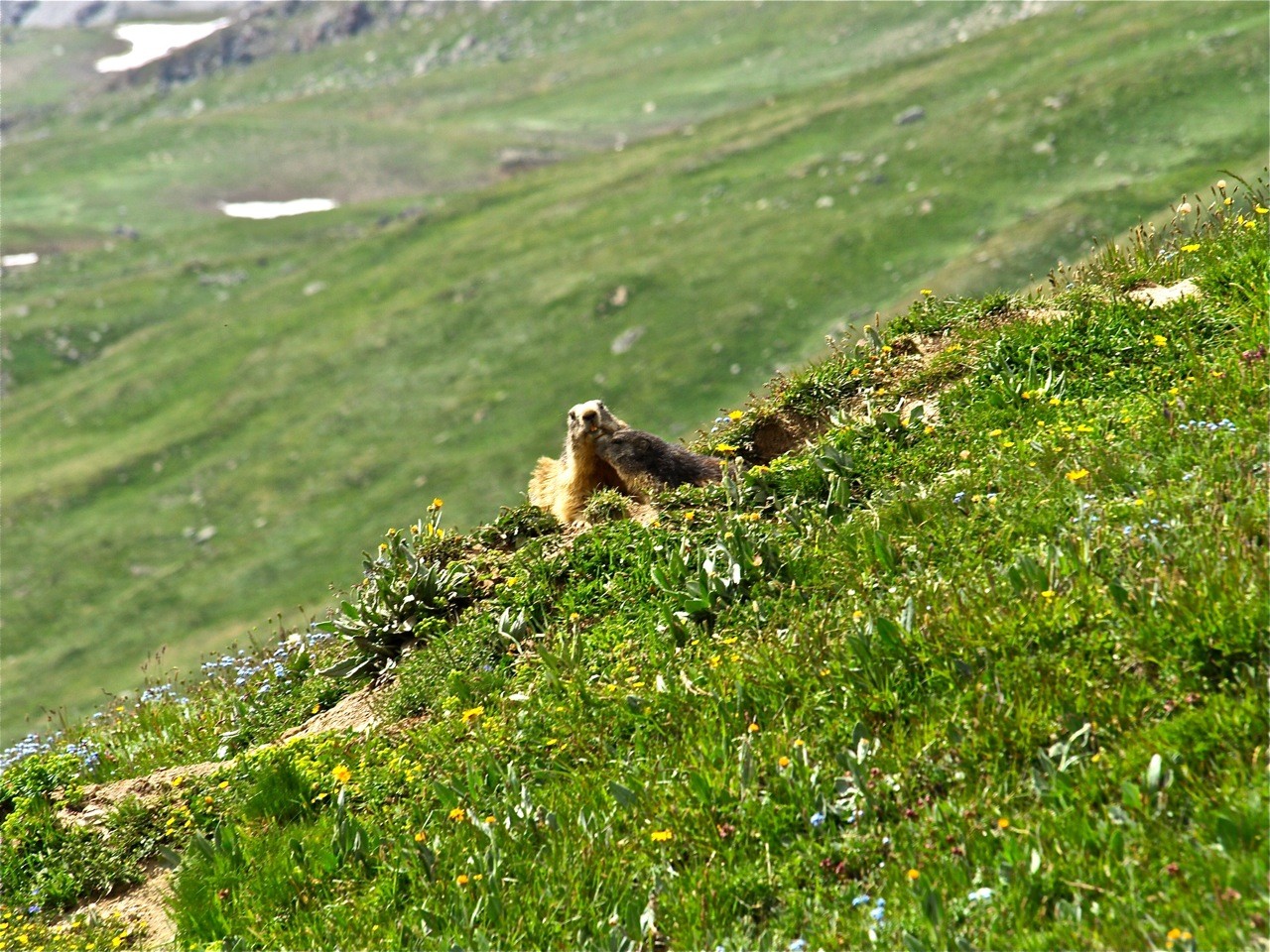 Marmotte et son petit dans le vallon de la Rocheure